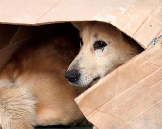 Acogida de Animales en Situacion de Calle