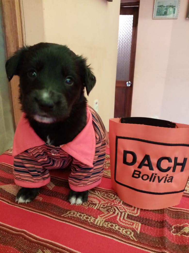 CACHORRO EN ADOPCION