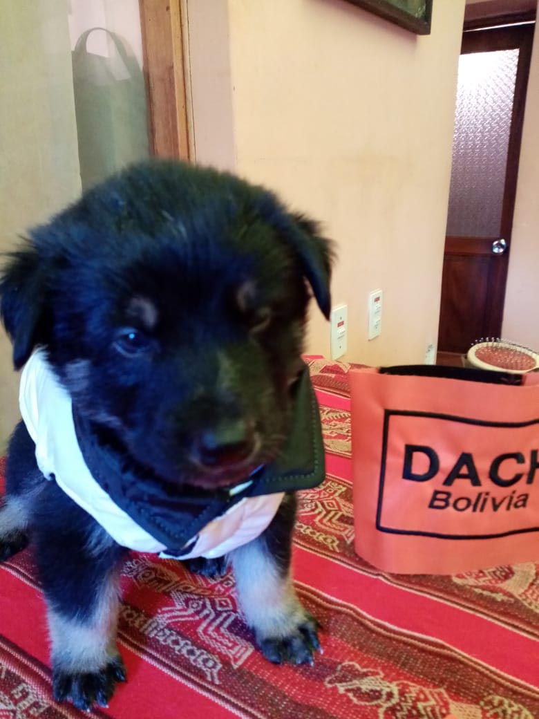 CACHORRO EN ADOPCION