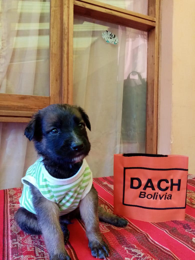 CACHORRO EN ADOPCION