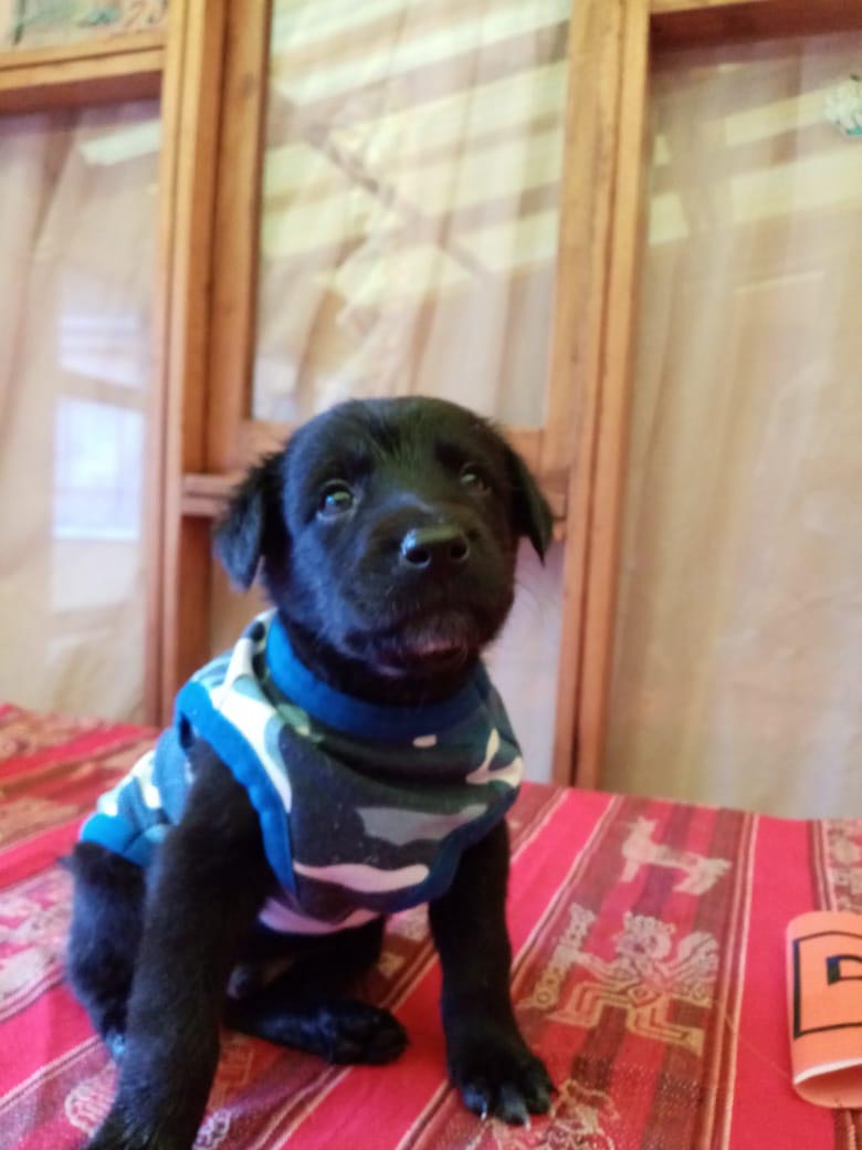 CACHORRO EN ADOPCION