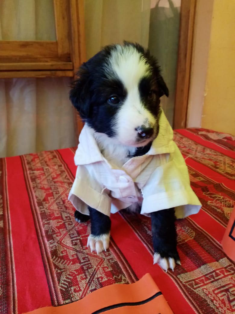 CACHORRO EN ADOPCION