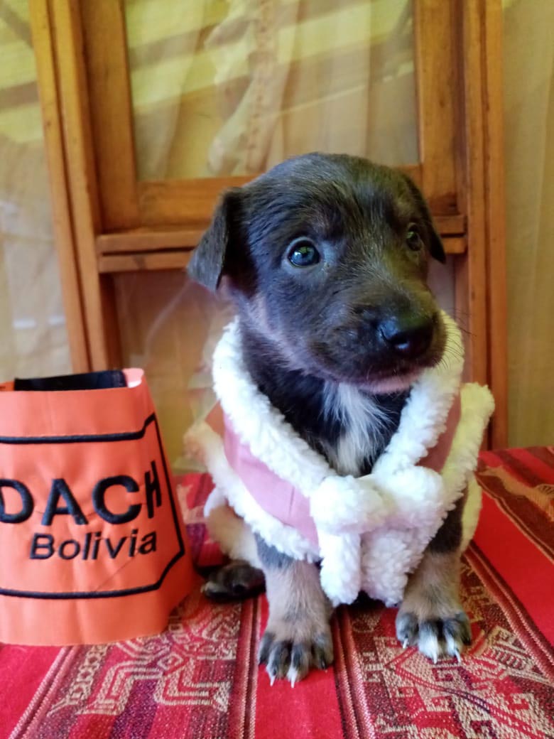 CACHORRO HEMBRITA EN ADOPCION