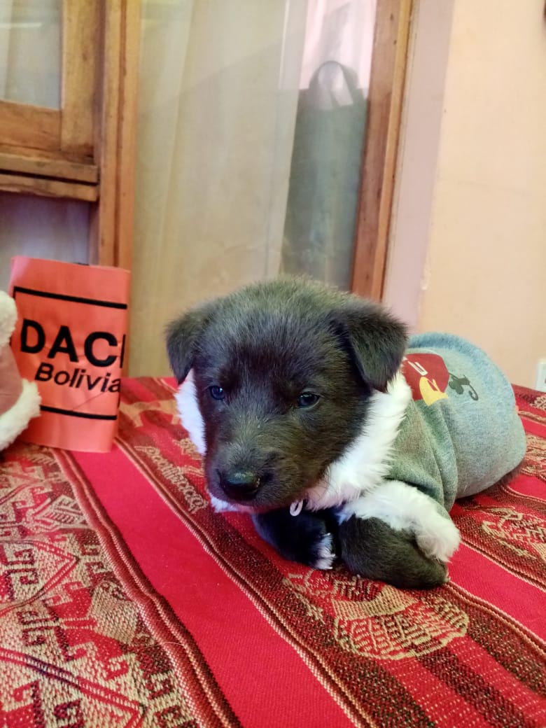 CACHORRO EN ADOPCION